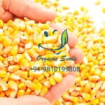 yellow-maze-corn