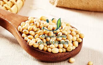 Soybean